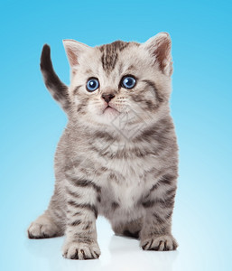 蓝背景的小猫图片
