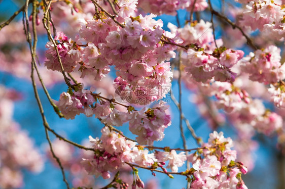 樱花图片