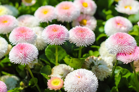 花园的菊贝利斯珀伦尼抢劫罗伊花朵图片