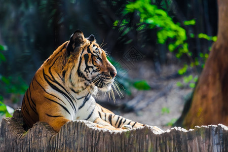 西伯利亚虎图片 西伯利亚虎素材 西伯利亚虎高清图片 摄图网图片下载 西伯利亚虎图片 西伯利亚虎素材 西伯利亚虎高清图片 摄图网图片下载