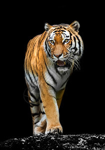黑色背景的老虎图片