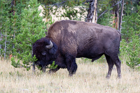 一个健康的大型北美比辛Buffalo将头部按在松树上图片