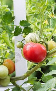 白色栅栏上土生长的西红柿垂直近距离图像开始成熟图片