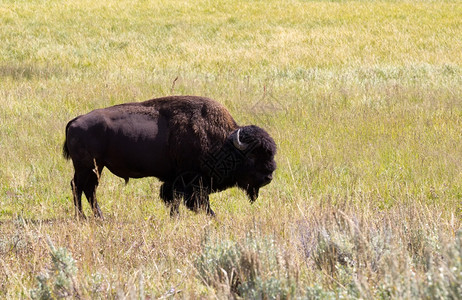 北美野猪buffalo在露天草原放牧的侧边视图图片素材