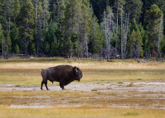 站在黄石公园草原上的北美水牛城图片