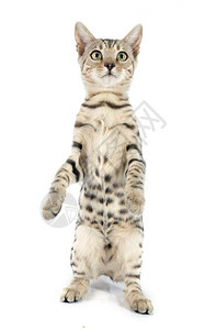 白色背景上纯种的Bengal猫肖像图片