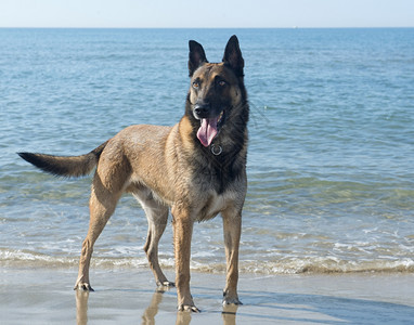 沙滩上纯种的白牧羊犬麦地诺尼的图片图片