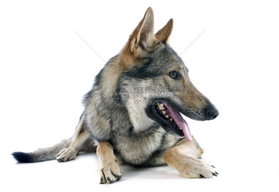 白色背景前纯种捷克斯洛伐人Wolfdog肖像图片