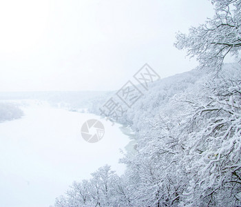冬季风景有雪树图片