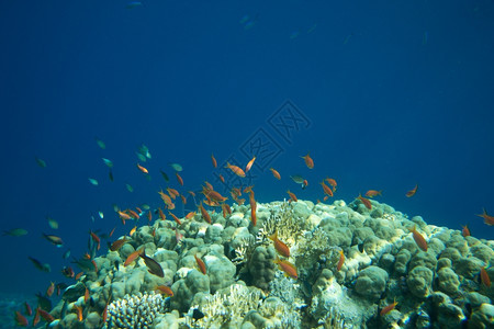 红海珊瑚和鱼图片