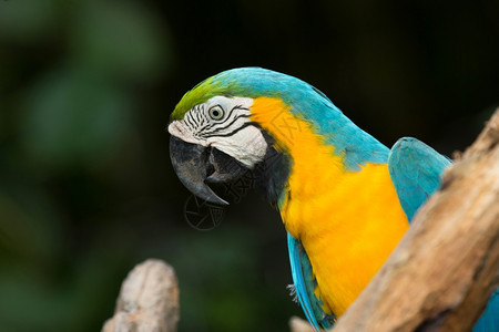 彩色的Macaws鹦鹉xAxA图片
