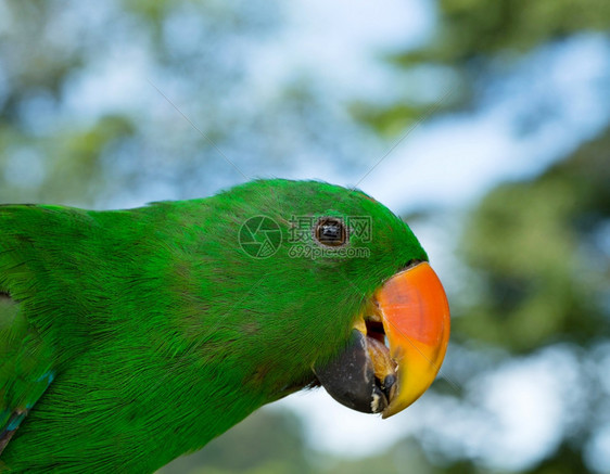 彩色的Macaws鹦鹉xAxA图片