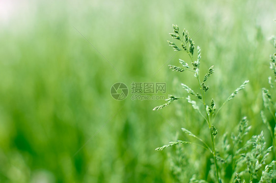 来自田野的绿色草质图片