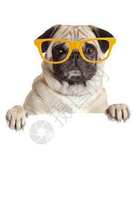 挂空白广告牌的狗挂在横幅或标志上的狗挂着眼镜的狗挂在白色背景上图片