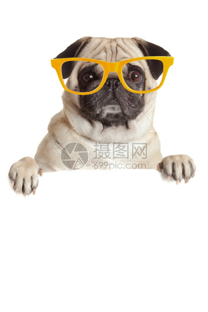 挂空白广告牌的狗挂在横幅或标志上的狗挂着眼镜的狗挂在白色背景上图片