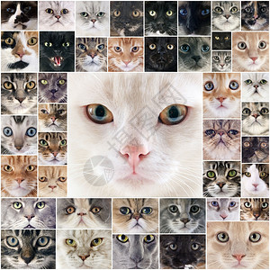 一组纯种猫的综合图片图片