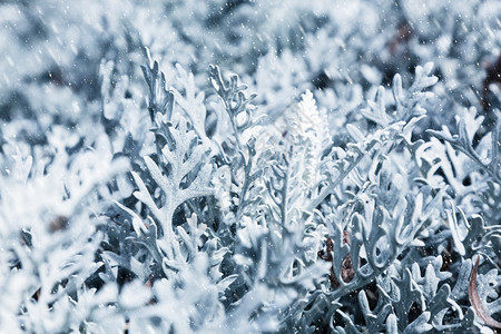 冬天自然雪暴时冻植物雪天清晨图片