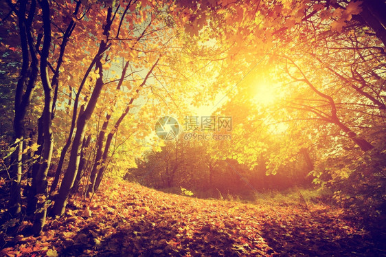 秋天风景太阳照亮红叶古老的摄影风格图片