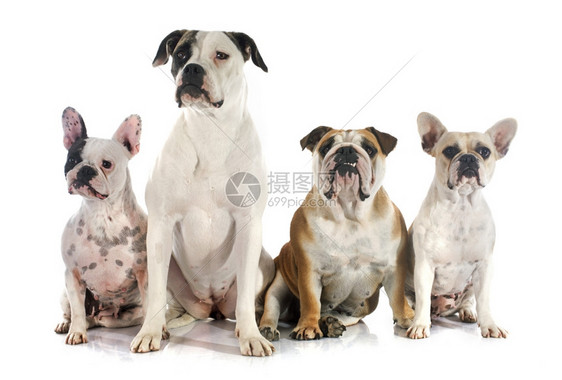 四只斗牛犬在白色背景面前图片