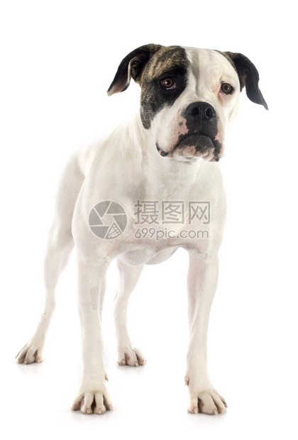 白色背景的纯种美斗牛犬肖像图片