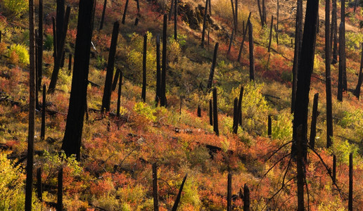火烧掉一片林地后很快就可以看到多彩的秋花图片
