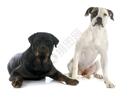 白色背景的美国纯洁斗牛犬和罗威勒的肖像图片