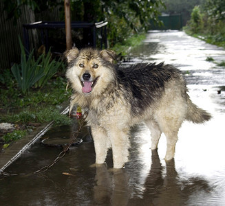 一只狗站在雨中的水坑里图片