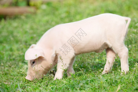 猪小福猪在春青绿草上背景