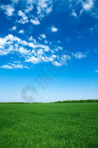 蓝天空背景的字段xAxA图片