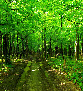 a路径在绿林中背景图片