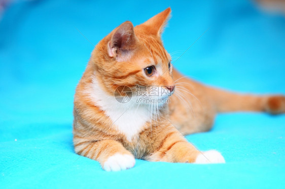 在家里的动物红可爱小猫宠躺在床上的绿毯子图片