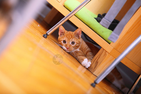 家里的动物红可爱小猫咪趴在地板上图片