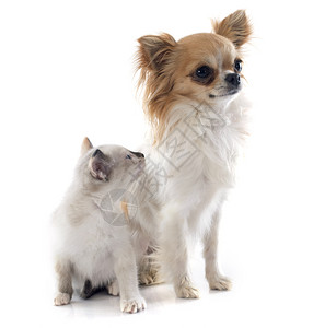 纯洁的Chihuahua和在工作室的Siamese小猫背景图片