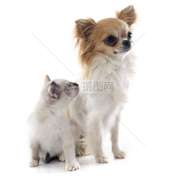 纯洁的Chihuahua和在工作室的Siamese小猫图片