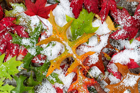 被新鲜粉末雪覆盖的秋叶图片