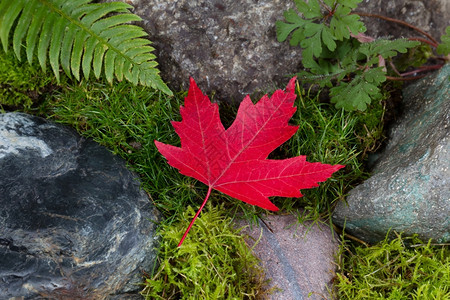 紧贴着一块黑色的红绿叶最后秋色的落叶岩石和苔图片