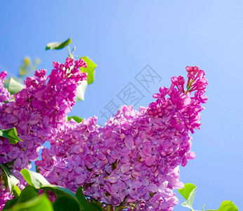 在天空背景与世隔绝的花朵图片