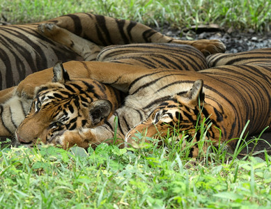 老虎坐在草地上图片