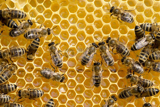 近距离观察蜂蜜在细胞上的活蜂图片