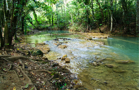 热带森林中的溪流图片