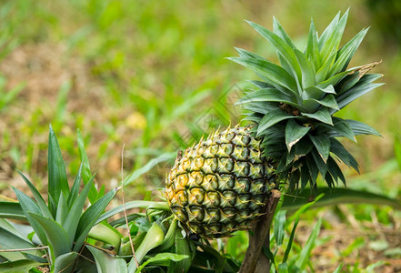 菠萝果农场种植自然生长背景图片
