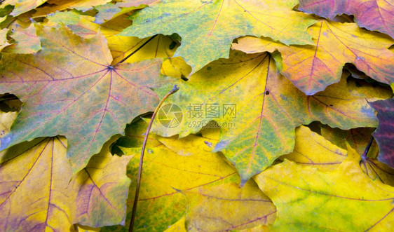 落下的秋叶图片