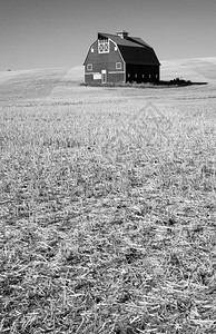 在农民和田地中在一个刚割草的海洋中一个长相壮观的谷仓独自站立着图片