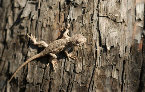 最近在被烧毁的森林中树上的Sagebrush蜥蜴图片