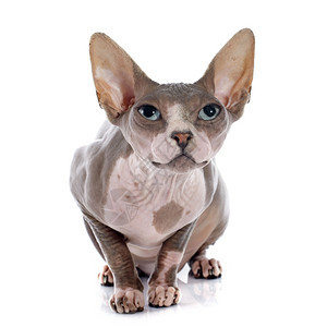 白色背景面前的无毛猫Sphynx图片