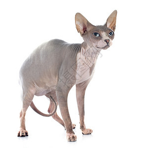 白色背景面前的无毛猫Sphynx图片