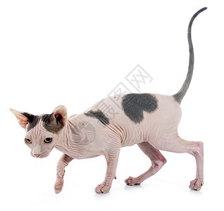 白色背景面前的无毛猫Sphynx图片