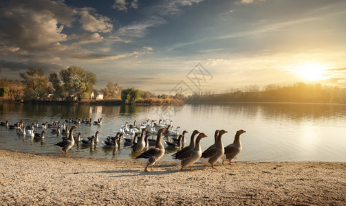村池塘上的一群鹅背景图片