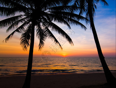 日落在海滩上棕榈树在日落热带海滩上图片