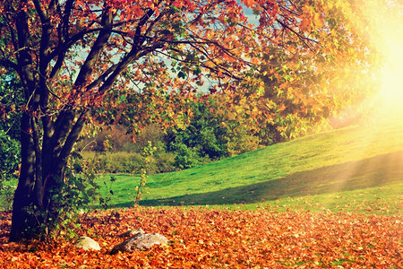 秋天的风景树上满是多彩的叶子落下图片